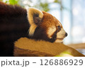 可愛いレッサーパンダ 126886929