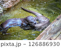 カワウソのダンス 126886930