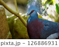 青い鳥 126886931