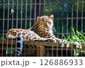 リラックスしているヒョウ 126886933