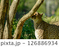 こちらを見つめるチーター 126886934