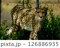 こちらを見るチーター 126886935