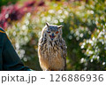 表情豊かなフクロウ 126886936