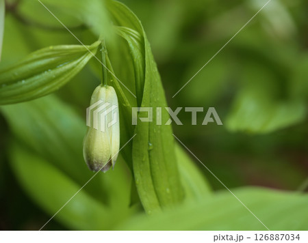 5月に咲いた白い宝鐸草(ホウチャクソウ)の花 5月に咲いた白い宝鐸草(ホウチャクソウ)の花 126887034