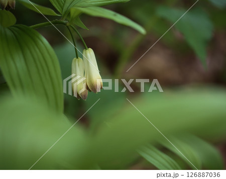 5月に咲いた白い宝鐸草(ホウチャクソウ)の花 5月に咲いた白い宝鐸草(ホウチャクソウ)の花 126887036