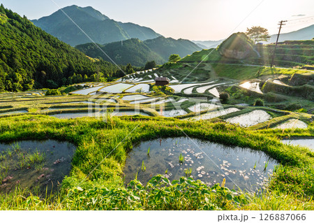 《三重県》丸山千枚田の夕暮れ 126887066