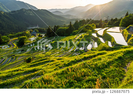 《三重県》丸山千枚田の夕暮れ 《三重県》丸山千枚田の夕暮れ 126887075