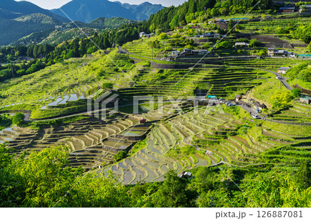 《三重県》新緑の丸山千枚田 126887081