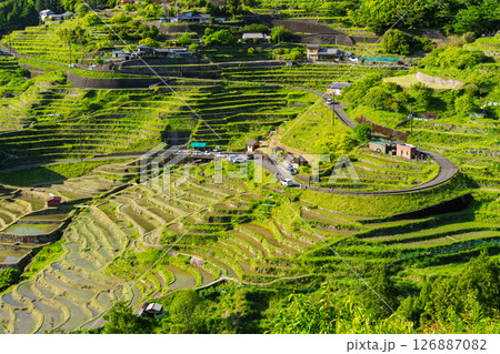 《三重県》新緑の丸山千枚田 126887082