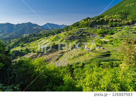《三重県》新緑の丸山千枚田 《三重県》新緑の丸山千枚田 126887083