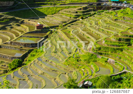 《三重県》新緑の丸山千枚田 126887087