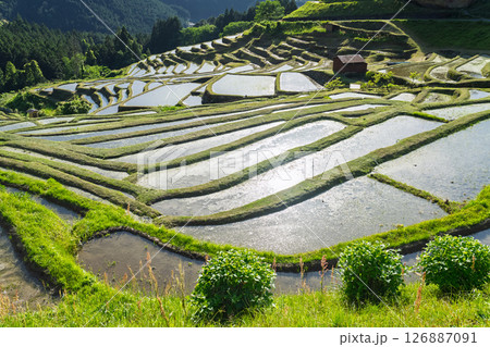 《三重県》新緑の丸山千枚田 《三重県》新緑の丸山千枚田 126887091