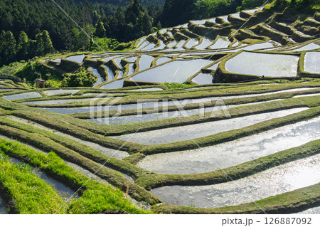 《三重県》新緑の丸山千枚田 126887092