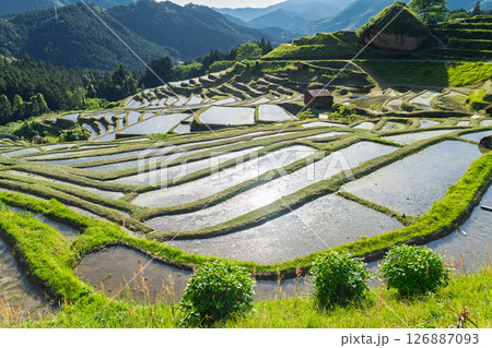 《三重県》新緑の丸山千枚田 126887093