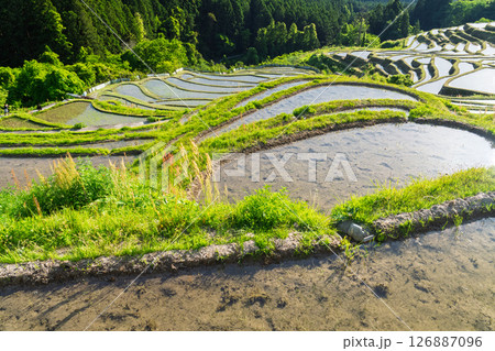 《三重県》新緑の丸山千枚田 126887096