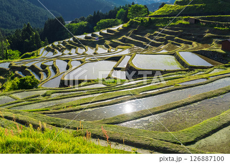 《三重県》新緑の丸山千枚田 126887100