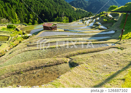 《三重県》新緑の丸山千枚田 《三重県》新緑の丸山千枚田 126887102