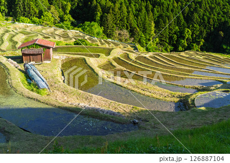 《三重県》新緑の丸山千枚田 《三重県》新緑の丸山千枚田 126887104