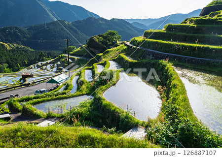 《三重県》新緑の丸山千枚田 126887107