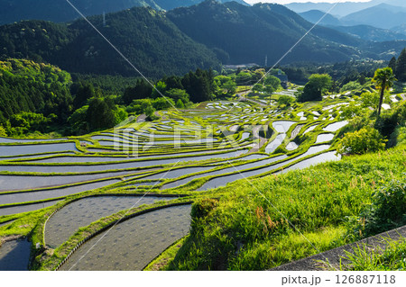 《三重県》新緑の丸山千枚田 《三重県》新緑の丸山千枚田 126887118