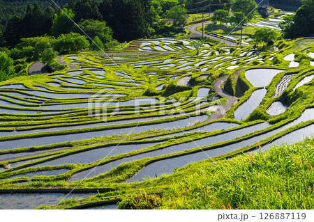 《三重県》新緑の丸山千枚田 126887119