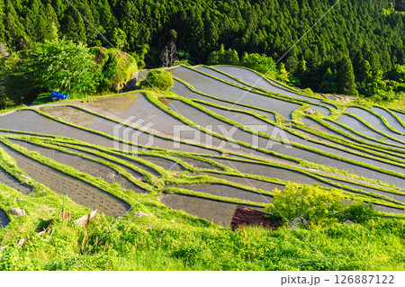 《三重県》新緑の丸山千枚田 126887122