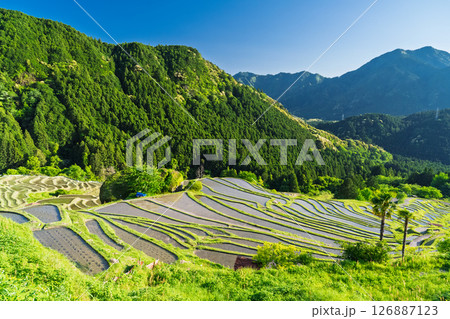《三重県》新緑の丸山千枚田 126887123