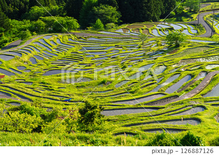 《三重県》新緑の丸山千枚田 126887126