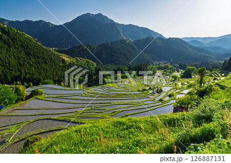 《三重県》新緑の丸山千枚田 126887131