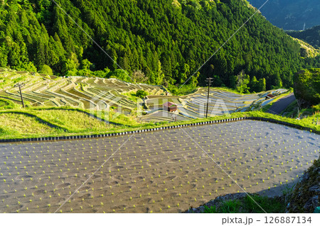 《三重県》新緑の丸山千枚田 126887134