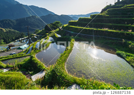 《三重県》新緑の丸山千枚田 126887138