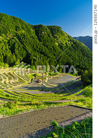 《三重県》新緑の丸山千枚田 《三重県》新緑の丸山千枚田 126887140