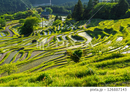 《三重県》新緑の丸山千枚田 126887143