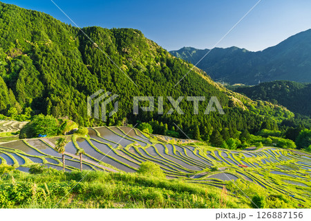 《三重県》新緑の丸山千枚田 126887156
