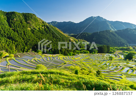 《三重県》新緑の丸山千枚田 126887157
