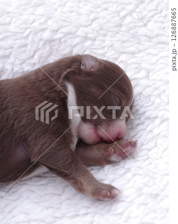 Brown puppy is sleeping on a white blanket Brown puppy is sleeping on a white blanket 126887665