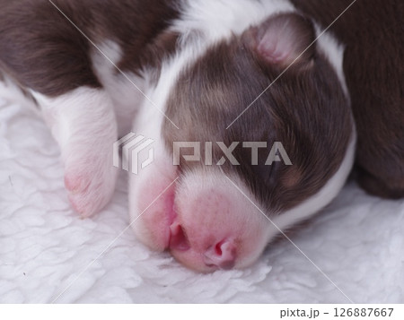 Puppy is sleeping on a white blanket Puppy is sleeping on a white blanket 126887667