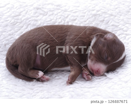 Brown puppy is sleeping on a white blanket Brown puppy is sleeping on a white blanket 126887671