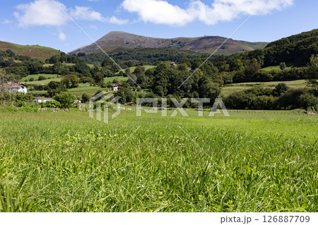 green grass field green grass field 126887709