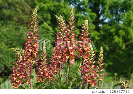 ジギタリスの花・2025年5月 126887752