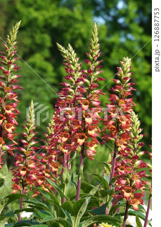 ジギタリスの花・2025年5月 126887753