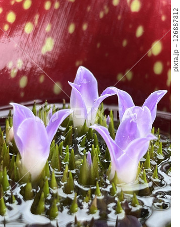 花 フラワー お花 126887812