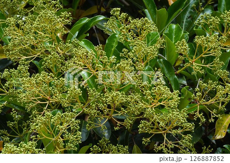 サンゴジュの蕾・2025年5月 126887852