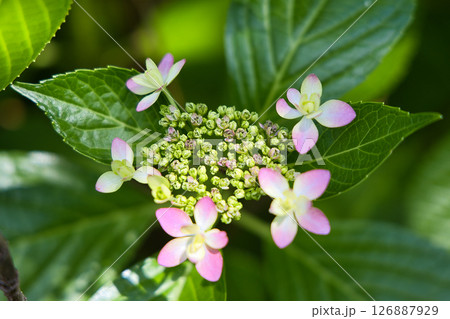 咲き始めた、額紫陽花 126887929