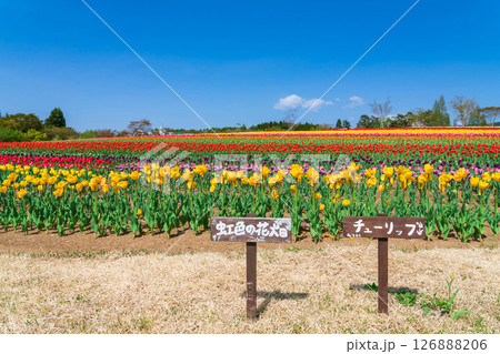 ひるがの高原 牧歌の里、満開のチューリップ〈岐阜県郡上市〉 ひるがの高原 牧歌の里、満開のチューリップ〈岐阜県郡上市〉 126888206