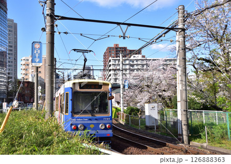 西早稲田高戸橋の都電荒川線と桜 西早稲田高戸橋の都電荒川線と桜 126888363