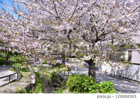 世田谷代沢・北沢川緑道の桜並木 126888365