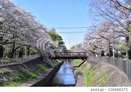 杉並・善福寺川緑地相生橋の桜並木 126888373