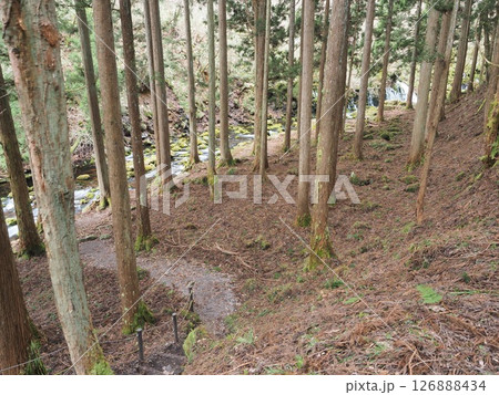 春の秋田県 らくらくコースから元滝伏流水への小道 春の秋田県 らくらくコースから元滝伏流水への小道 126888434