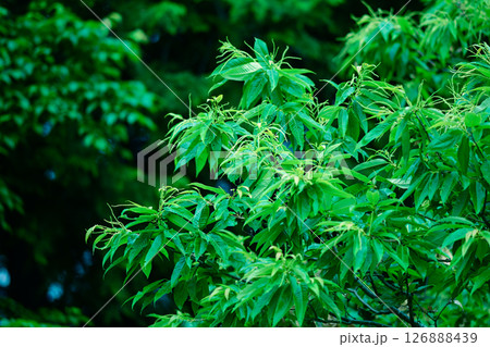 梅雨時の栗の木 126888439